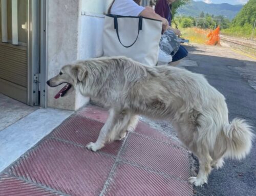 Cane femmina alla Stazione di Contigliano: chi le può portare acqua e cibo?