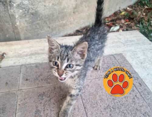 Gattino trovato a Campoloniano: chi sono i familiari?