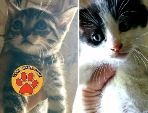 Magnifici gattini da Quattro Strade sognano una famiglia