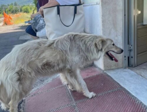 Tornato a casa il cane della stazione di Contigliano