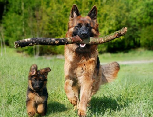 Caldo, domenica 21 giugno otto le città da Bollino Rosso: non fate uscire i vostri animali domestici nelle ore centrali