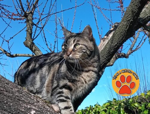 Smarrita Lilly da via Angelo Maria Ricci a Rieti