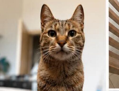 Mia si è smarrita da Roma zona Morena Sud. Ha bisogno di visite veterinarie frequenti