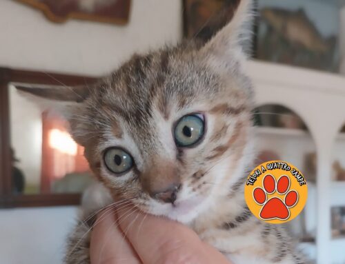 Amandine, splendida gattina ricerca l’amore di una famiglia