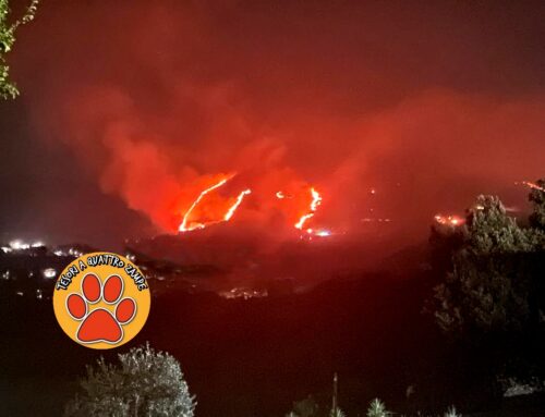 Incendio boschivo a Fara in Sabina: distrutti ettari di flora e fauna