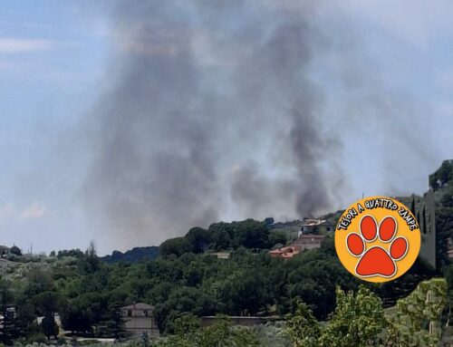 L’incendio di Fara in Sabina si dirige verso Poggio Nativo e Nerola. In zona c’è il Rifugio “Capra libera tutti”