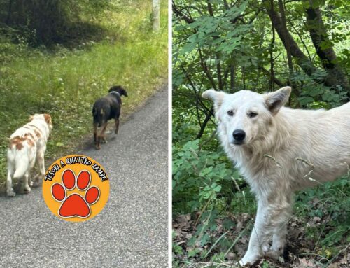 Cinque cani in strada tra Micciani e Calcariola