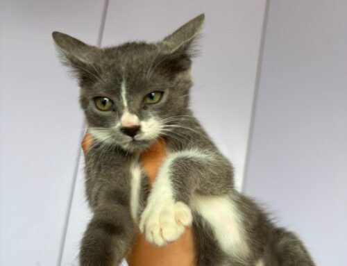 Gattina non accettata dalla mamma: si cerca per lei adozione