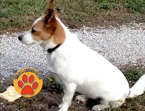 Cagnolina scappata da via Votone a Rieti per i fuochi d’artificio per sant’Antonio