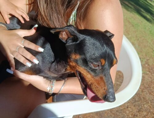 Cagnolino trovato nella piscina di Contigliano: si cerca la famiglia