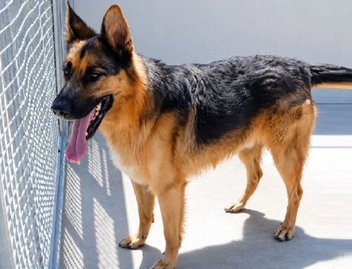 Ciao sono Drover, giovane Pastore Tedesco di 3 anni. Dopo aver vissuto in canile cerco la mia nuova occasione di felicità
