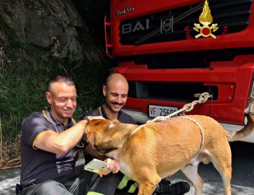 Cane sfugge alla padrona e cade in un dirupo: salvato dai Vigili del Fuoco di Genova
