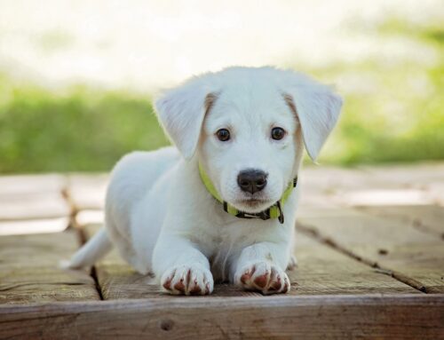 Temperature altissime: attenzione ai polpastrelli dei vostri cani