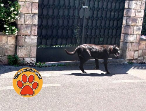 Cane segnalato sotto al sole in piazzale Mercatanti
