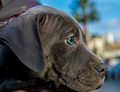 Giulianova, cucciolo di PitBull scaraventato contro il parabrezza dell’auto