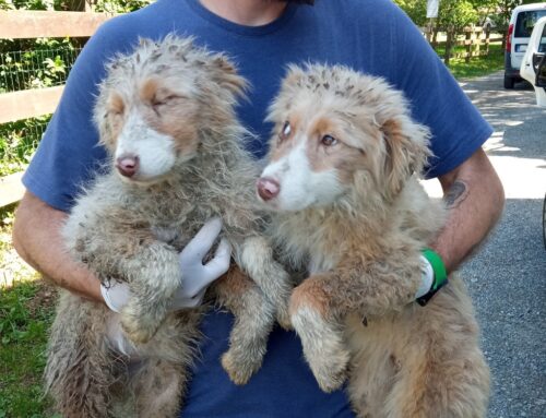 Intervento delle guardie Zoofile OIPA a Bosco Marengo (AL): sequestrati 20 cani, tra cui 11 cuccioli infestati da parassiti