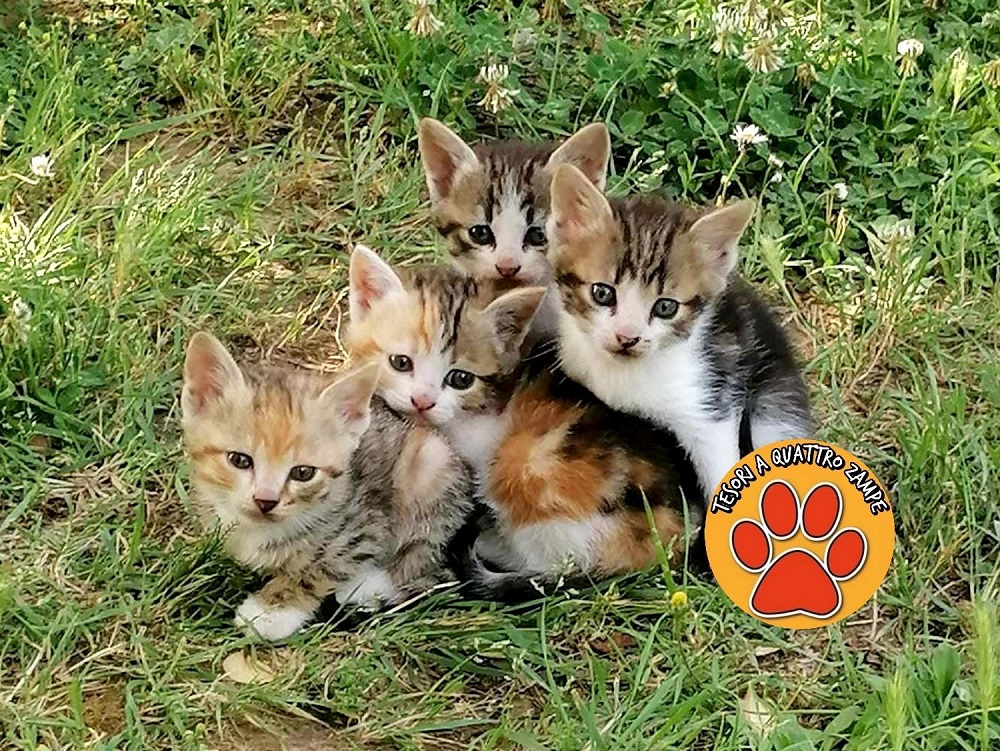 gatti_gattini_cerca_adozione