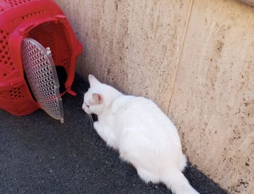 Segnalato gatto bianco con trasportino in via Pennina a Rieti (Lazio)