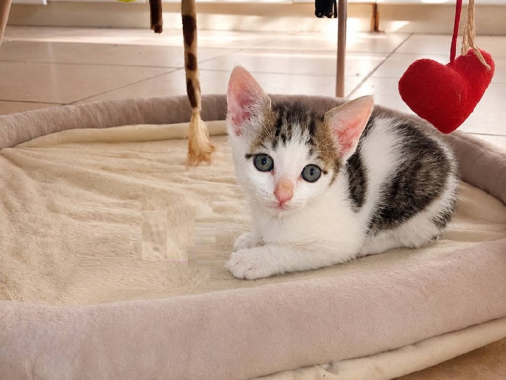 gatto_gattini_tinky