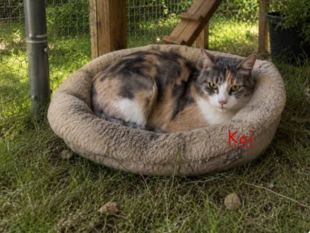gatto_koi_loredana_sofia