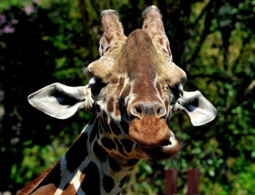 L’evento “Il Bioparco al Tramonto” ti aspetta il 19 e 20 giugno