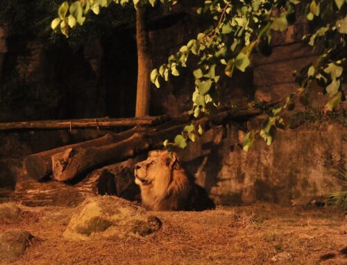 BioParco di Roma al tramonto: con l’estate prolungamento orario straordinario