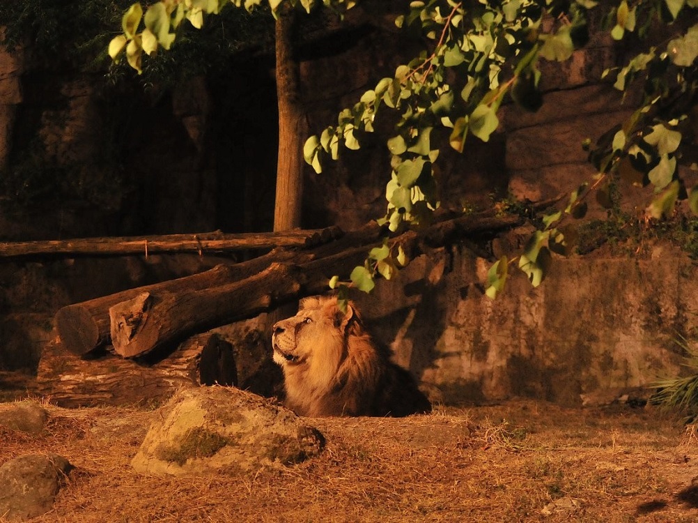 leone_sera_notte_bioparco_roma