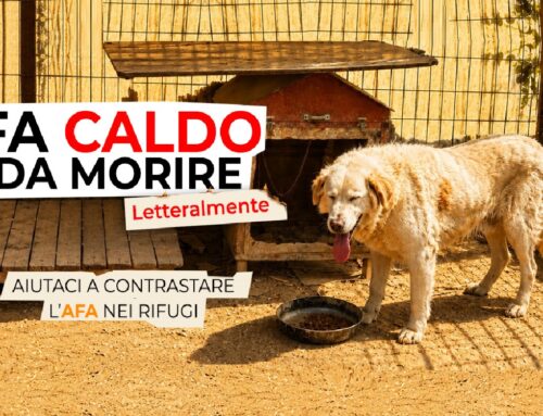 Campagna emergenza caldo dell’OIPA