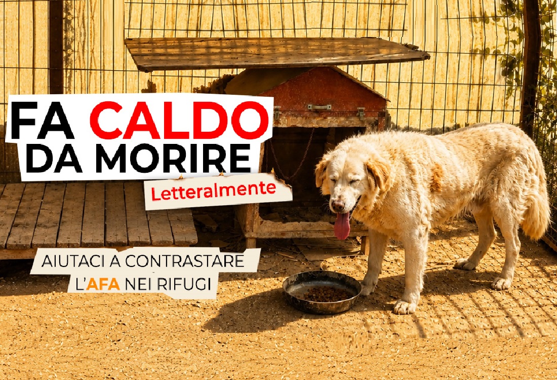 oipa emergenza caldo