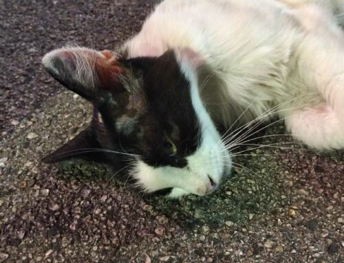 Gatto trovato investitø sulla Terminillese. Perdeva sanguę. Si cercano i familiari