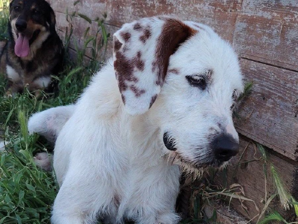 Cane_libero_oasi_di_brenda