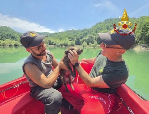 Cucciolo di cinghiale stava annegando al Lago del Salto. Salvato dai VVF