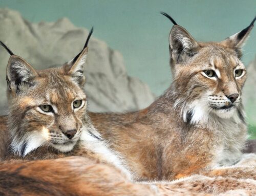 Al Bioparco di Roma è stato realizzato il nuovo exhibit delle linci euroasiatiche
