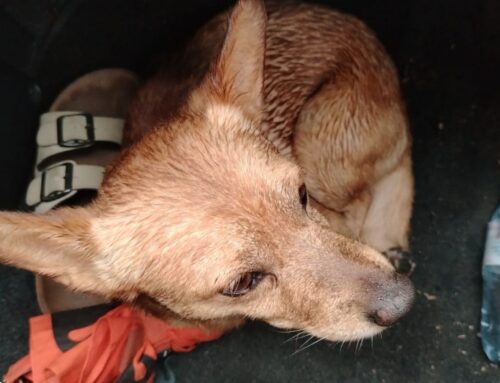 Cagnolino trovato sulla Salto Cicolana  