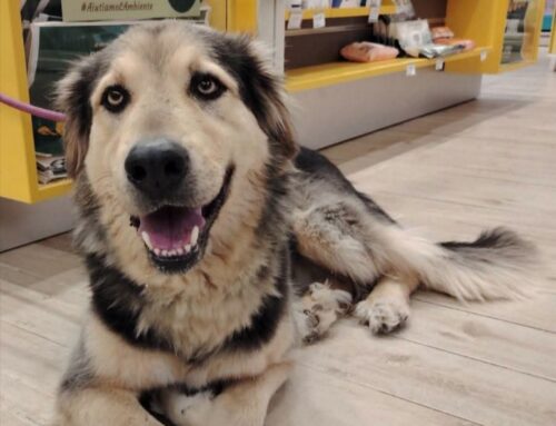Yaki, cane da divano in cerca di una casa