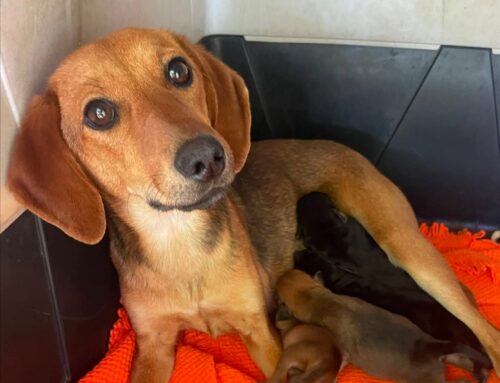 Mari, trovata a Rieti in stato interessante. Questa mamma cerca adozione