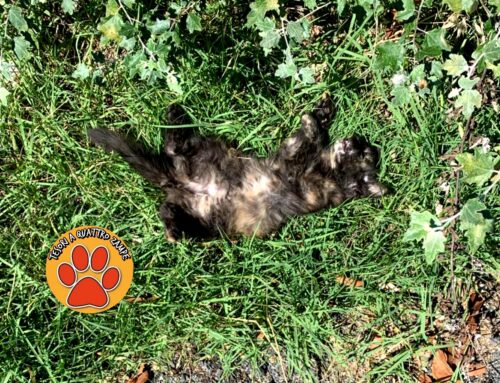 Gattina mortą investita all’uscita di Contigliano