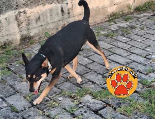 Cane con collare vagante a largo Guido Rossa a Rieti