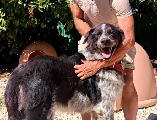 Achille ce l’ha fatta. Adottato