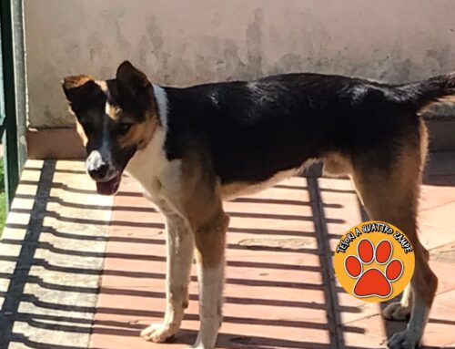 Vaga stanco e accaldato ad Ornaro Alto: chi lo ha smarrito?