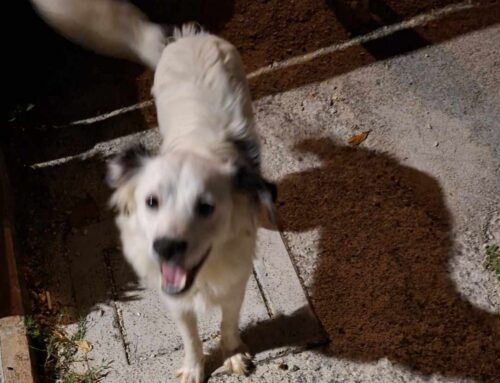 Due cani trovati a Chiesa Nuova: si cercano i familiari 