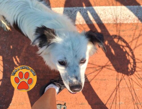 Il cagnolino di Chiesa Nuova si trova nella pista ciclabile dietro Colle Aluffi da solo sotto al sole