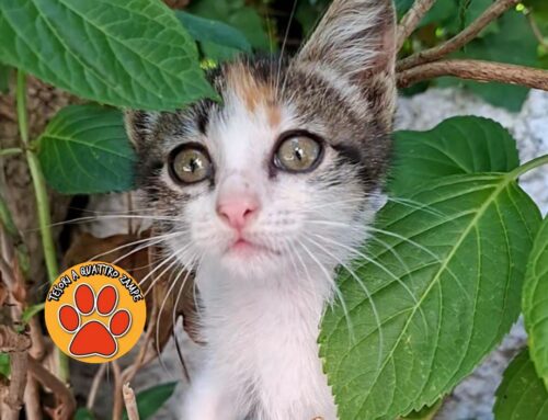 Incantevole gattina cerca adozione. Tricolore Calico