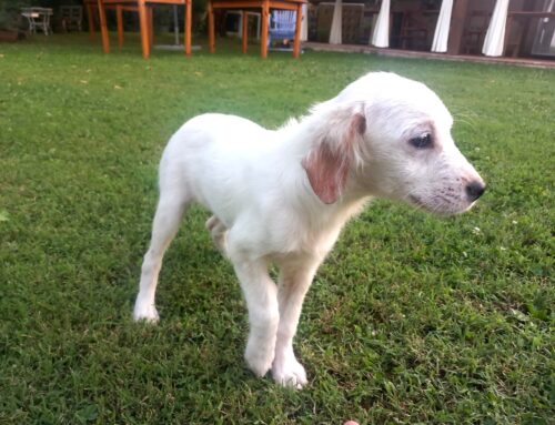Trovato in strada con una zampa forse rotta zona Piana Reatina. Serve adozione