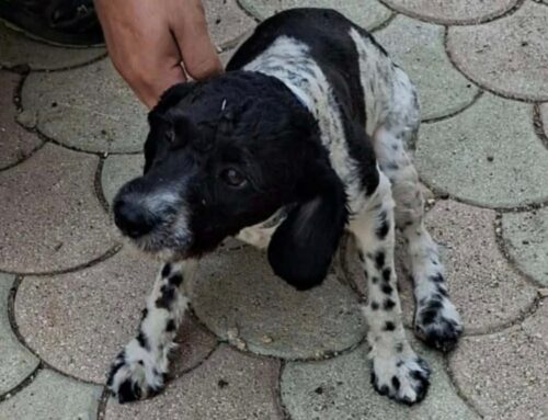 Il cagnolino di Cittaducale è tornato a casa, sta bene