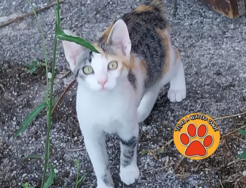Rosina ha 3 mesi e tanta voglia di una famiglia amorevole