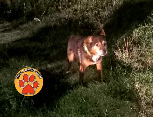Cane zoppo segnalato a Contigliano: si cerca la famiglia