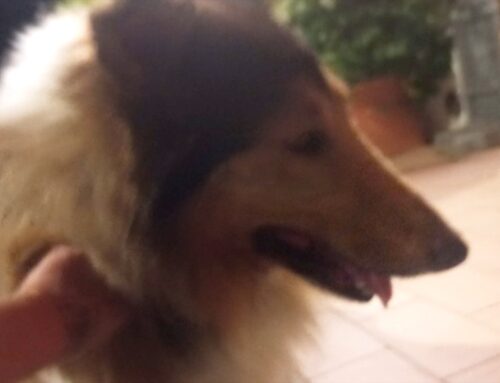 Bellissimo Collie davanti al Picchio Allegro (Rieti)