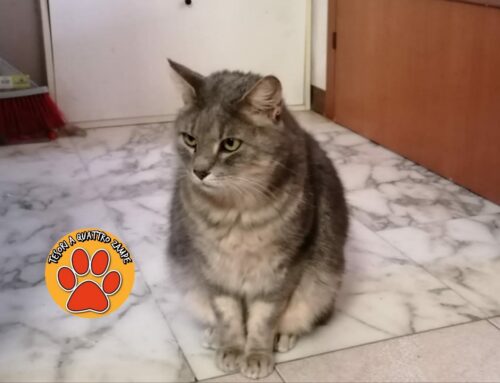 Rocco è sparito a Campoloniano,  non torna a casa da quattro giorni