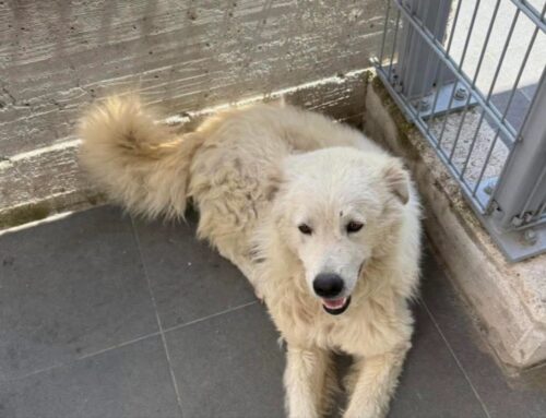 Il Gigantone di Stimigliano ha 15 giorni per trovare una famiglia che lo adotti